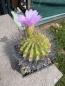 Preview: Acanthocalycium spiniflorum